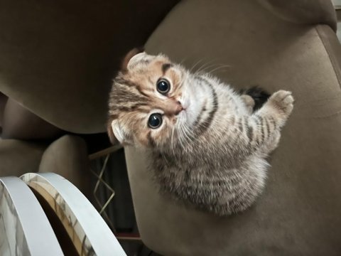 Scottish Fold Kedimiz 2 Aylık