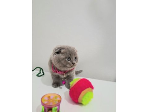 Bal Scottish Fold Kızım Teslime Hazır