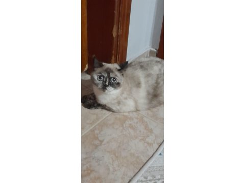 Pamuk British Kızımız