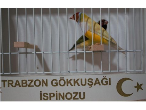 Gökkuşağı İspinozu - Gouldian Finch