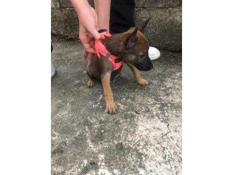 Yuvalarına Gitmeye Hazır Belçika Kurdu