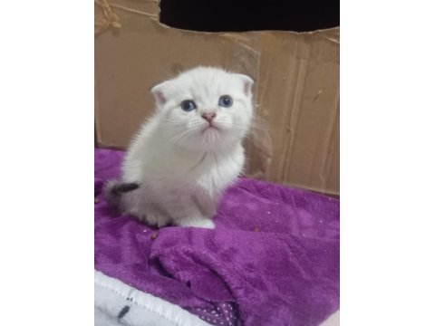 Muhteşem British Shorthair Kediler