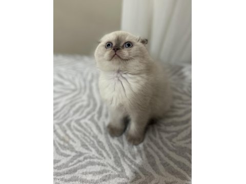 Ayı Surat Bebek Scottish Fold