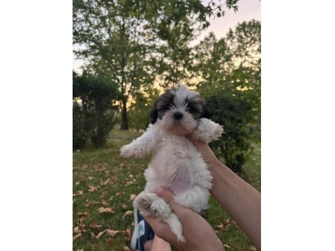 Güzeller Güzeli Dişi Shih Tzu