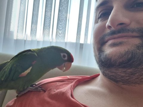 Üst Düzey Red Crowned Konur Papağanım