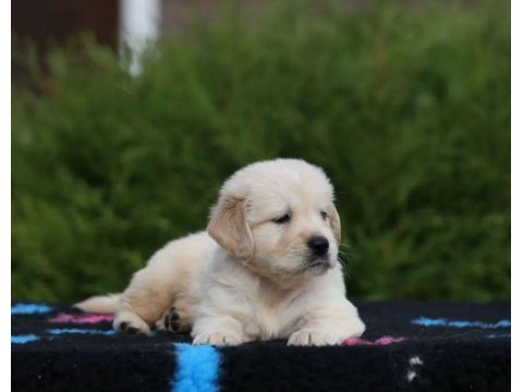 Golden Retriever Sevimli Yavrularımız
