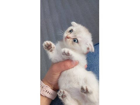 2 Aylık Sağlıklı Scottish Kediler