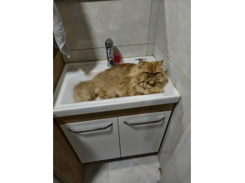 Erkek İran Kedisi Kısır Değil