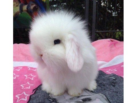 Hollanda Lop Tavşanımız