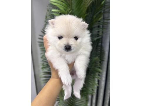 Dişi Pomeranian Köpeği