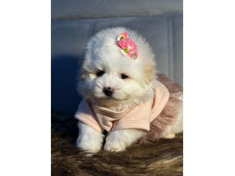Pamuk Şeker Maltipoo Köpeği