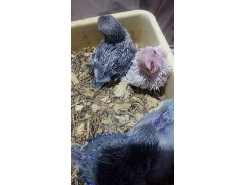 Forpus Papağanı Yavrularımız