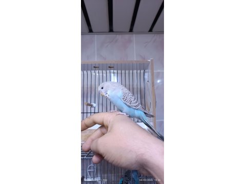 1 Adet Yeme Düşmüş Jumbo Dişi Muhabbet Kuşlar