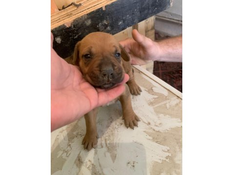 Presa Canario Son 3 Yavru