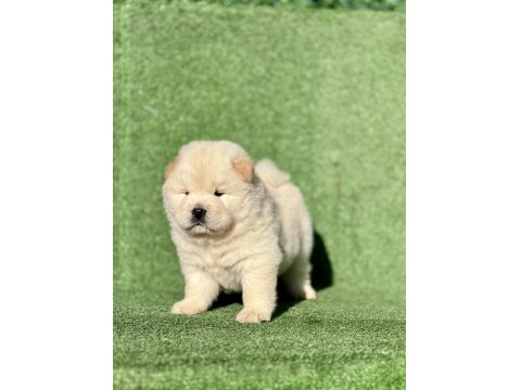 Chow Chow Yavruları Yeni Yuvaya Hazır