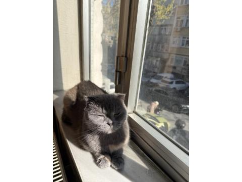 Scottish Fold Kedimiz Ücretsiz