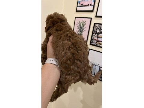 Ev Ortamından Kaliteli Poodle Yavrular