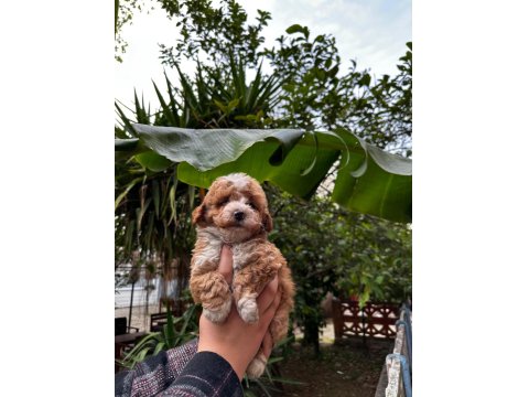 Toy Poodle Yavrumuz Sağlık Ve Irk Garantilidir