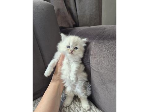 Scottish Fold Yavru Antalya