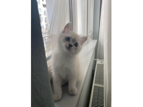 British Shorthair Blue Point