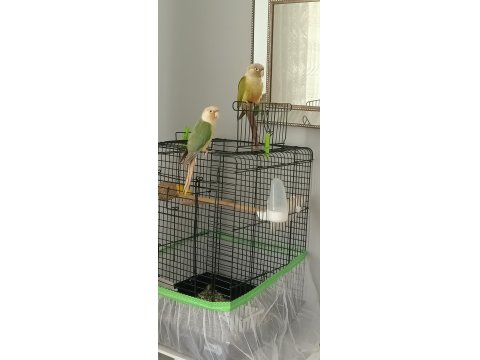 Takım Bilezikli Konur Papağanı