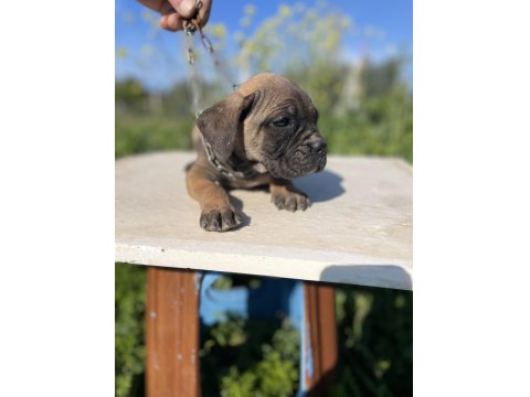 Fawn Brindle Siyah Cane Corso