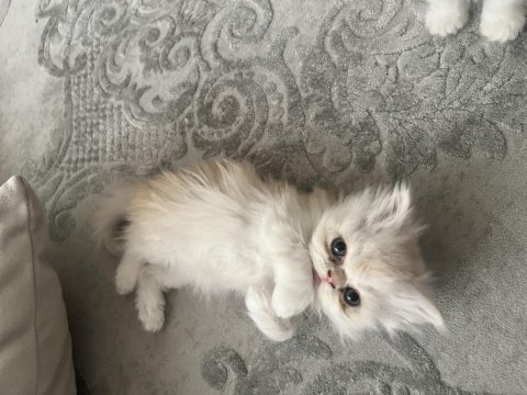 2 Aylık Erkek-Dişi İran Kediler