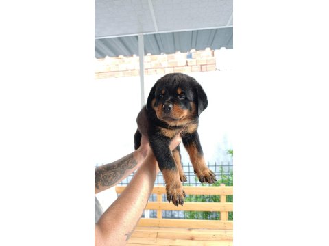2 Aylık Oldu Rottweiler Köpeğimiz
