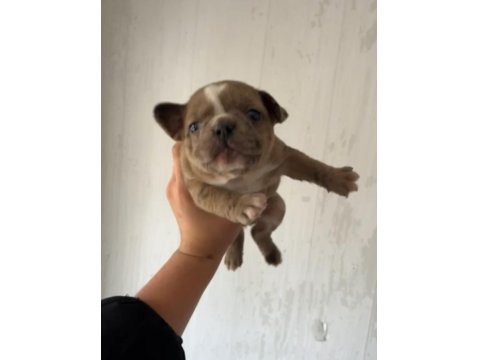 Erkek Ve Dişi French Bulldog Yavrucuklar