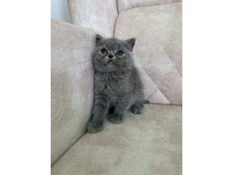 Ayı Surat Top Kafa Dişi British Shorthair Bebiş