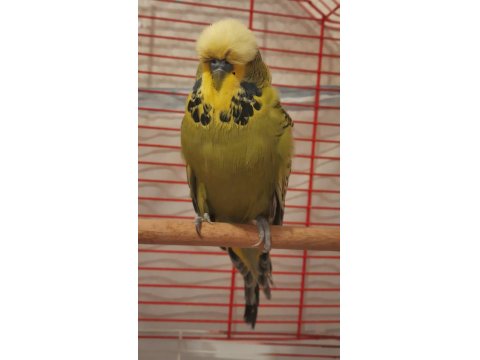 Show Jumbo Muhabbet Kuşu