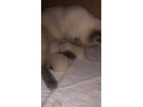 Safkan British Shorthair Yavrularım Yuva Arıyor