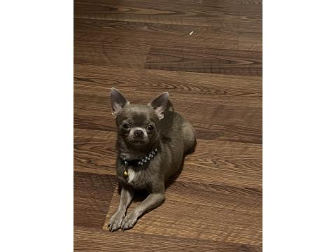 Teacup Lilac Erkek Şivava