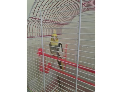 Sultan Papağanımız