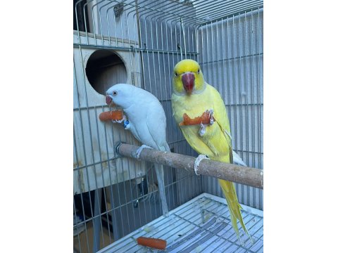 Mutasyon Pakistan Papağanı Takım