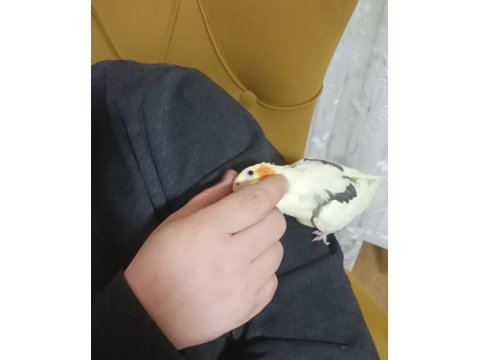 Full Evcil Sultan Papağanı