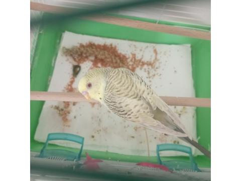 6 Aylık Erkek Muhabbet Kuşu