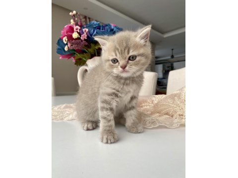 Pek Yakışıklı British Shorthair Oğlumuz