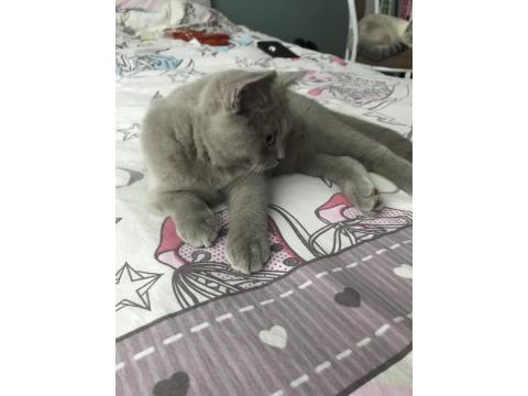 3 Aylık Erkek British Shorthair Acil