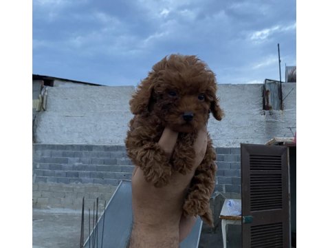 Birbirinden Güzel Poodle Yavrular