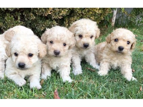 Efsane Maltipoo Yavruları