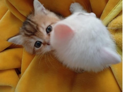 2 Aylık Yavru British - Van Kedisi Melezi