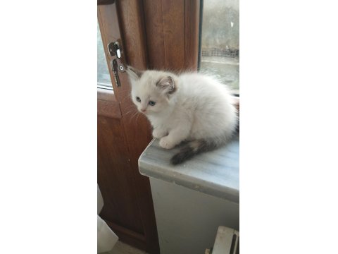 British Shorthair Yavrular