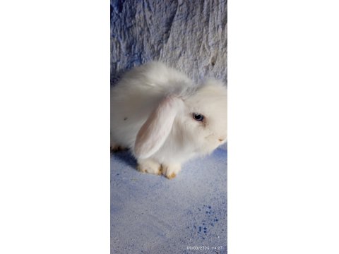 Teddy Lop Damızlık Altı Tavşan Yavrular