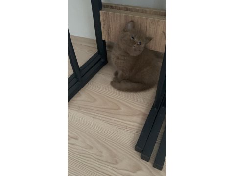 Cinnemon Fawn British Shorthair