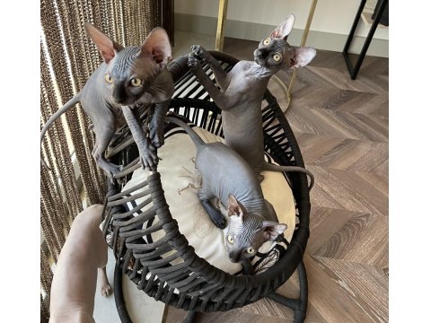 Sphynx Sfenks Bebekleri