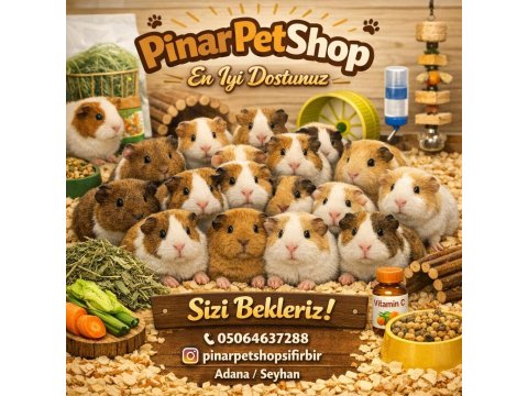 Çok Tatlı Rengarenk Ginepigler Adana Kobay