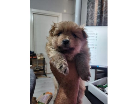 Rezerveye Açık 2 Dişi Köpeğimiz