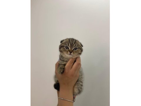 Scottish Fold Erkek Bebek