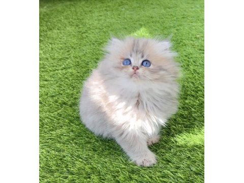 British Longhair Golden Ny